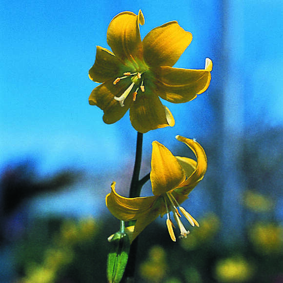 Erythronium 'Pagoda': Bild 1/1 Erythronium 'Pagoda': Bild 1/1