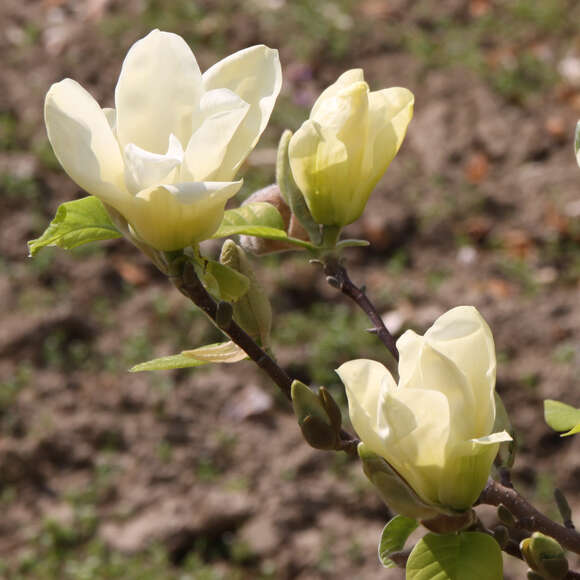 Magnolia 'Elizabeth': Bild 5/7 Magnolia 'Elizabeth': Bild 5/7