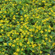 Chrysogonum virginianum: Bild 3/4