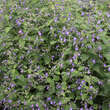 Caryopteris divaricata: Bild 2/4