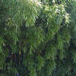 Phyllostachys viridiglaucescens: Bild 6/7