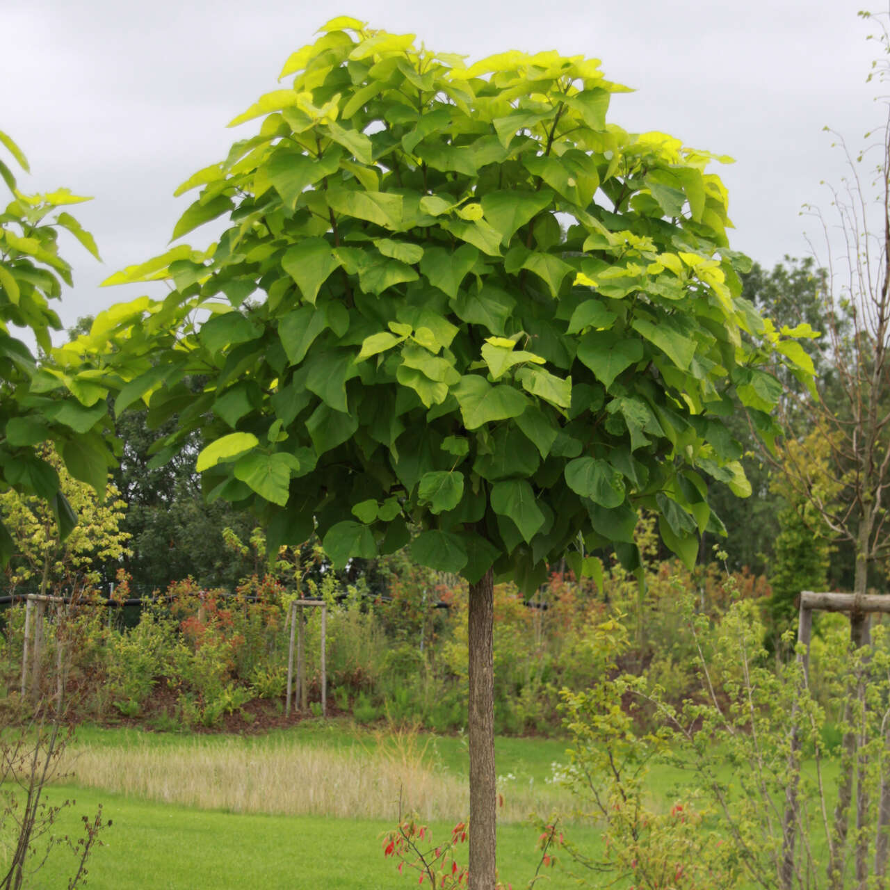 KugelTrompetenbaum Catalpa bignonioides 'Nana' bildet keine Blüten