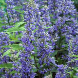 Vitex agnus-castus latifolia - Großblättriger Mönchspfeffer