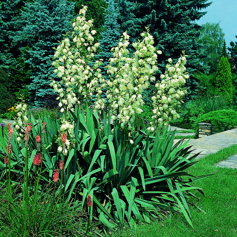 Palmlilie - Yucca filamentosa