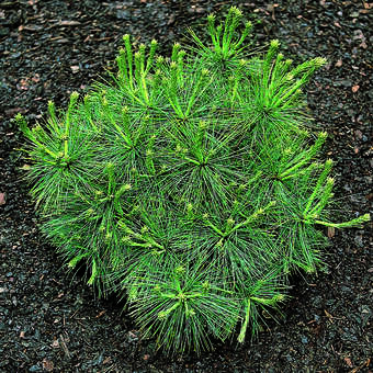 Pinus strobus 'Radiata'