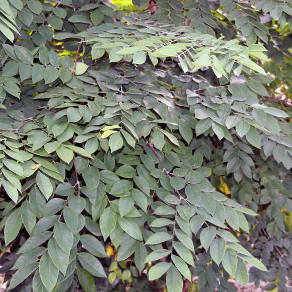 Gymnocladus dioica: Bild 2/12 Gymnocladus dioica: Bild 2/12