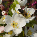 Malus 'Calocarpa' - Zierapfel