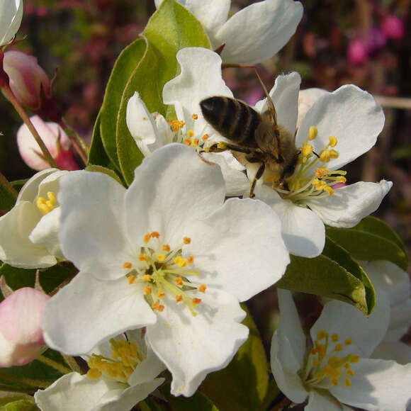 Malus 'Calocarpa': Bild 1/8