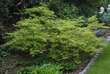 Acer palmatum 'Filigree': Bild 5/7