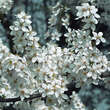 Prunus domestica insititia: Bild 1/9