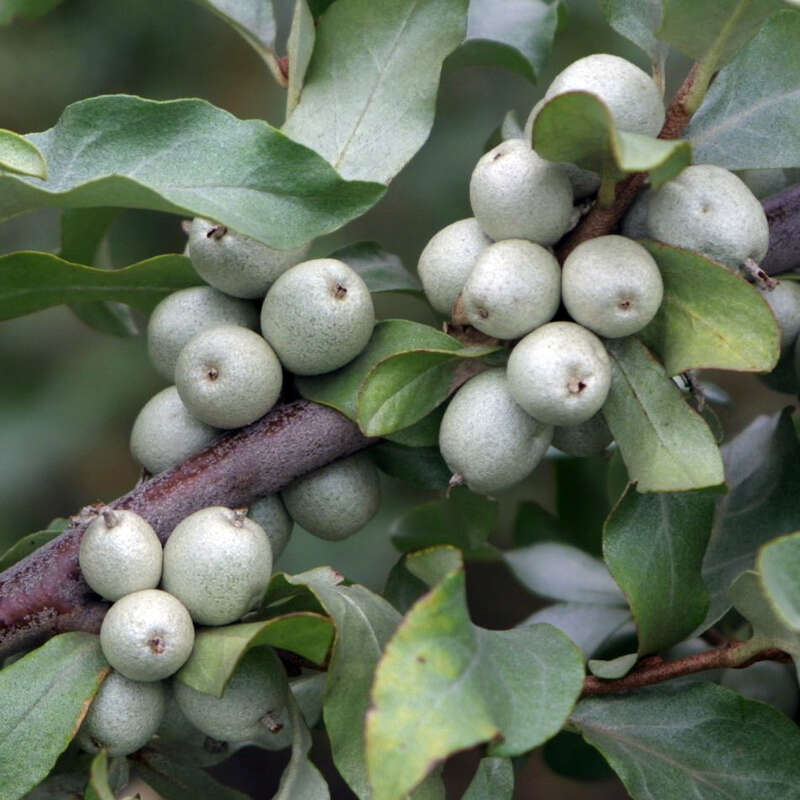 SilberÖlweide Elaeagnus commutata gelb