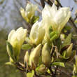 Magnolia brookl. 'Yellow Bird': Bild 3/3