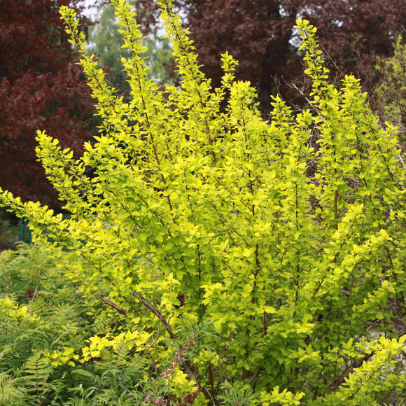 Physocarpus opulifolius 'Dart's Gold': Bild 5/5 Physocarpus opulifolius 'Dart's Gold': Bild 5/5