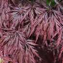 Acer palmatum 'Inaba-shidare' - Roter Schlitzahorn