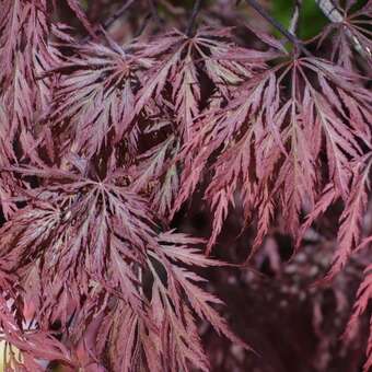 Acer palmatum 'Inaba-shidare'