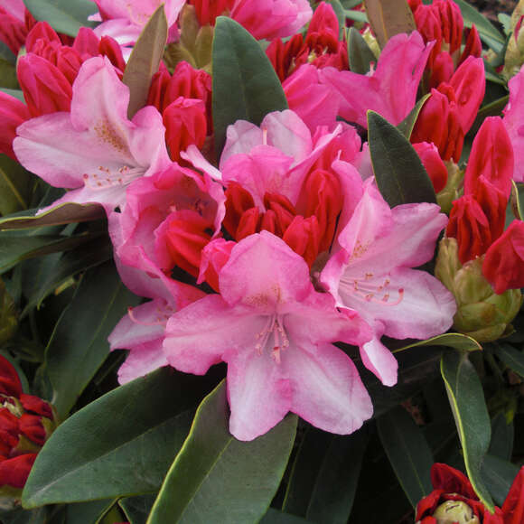 Rhododendron Yakusimanum Hyb. rosa: Bild 3/5 Rhododendron Yakusimanum Hyb. rosa: Bild 3/5
