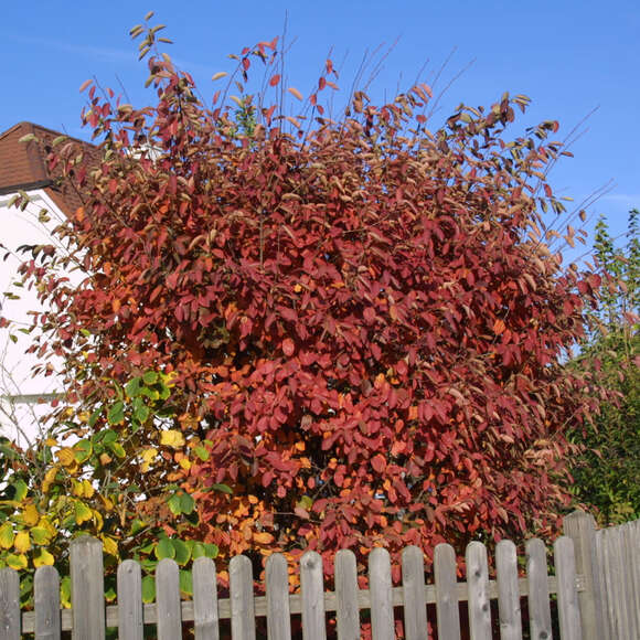 Amelanchier lamarckii: Bild 5/7 Amelanchier lamarckii: Bild 5/7
