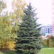 Picea pungens: Bild 1/2