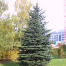 Picea pungens - Stechfichte