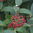 Viburnum rhytidophyll. 'Willowwood': Bild 3/5