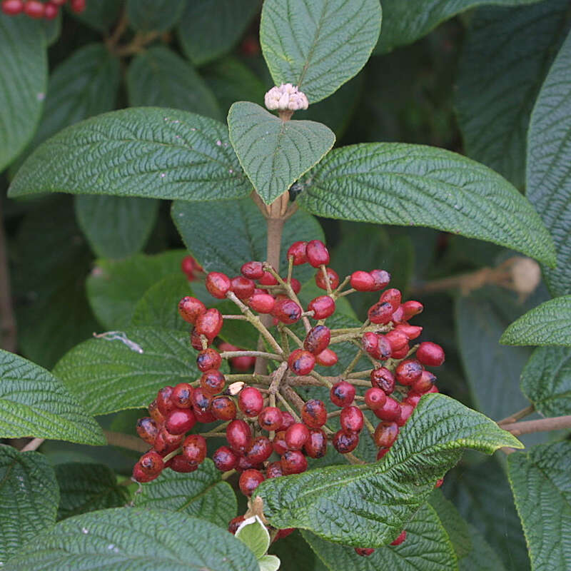 Immergrüner Schneeball Viburnum rhytidophylloides 'Willowwood' weiß