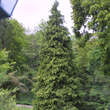 Chamaecyparis lawsoniana 'Kelleriis Gold': Bild 1/2