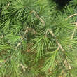 Cedrus libani 'Sargentii': Bild 1/2