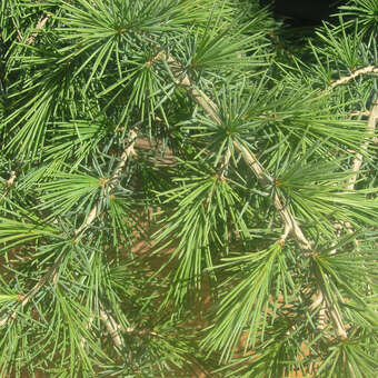 Cedrus libani 'Sargentii'