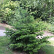 Abies homolepis: Bild 1/2