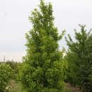 Ginkgo biloba 'Tit' - Strauch-Ginkgo