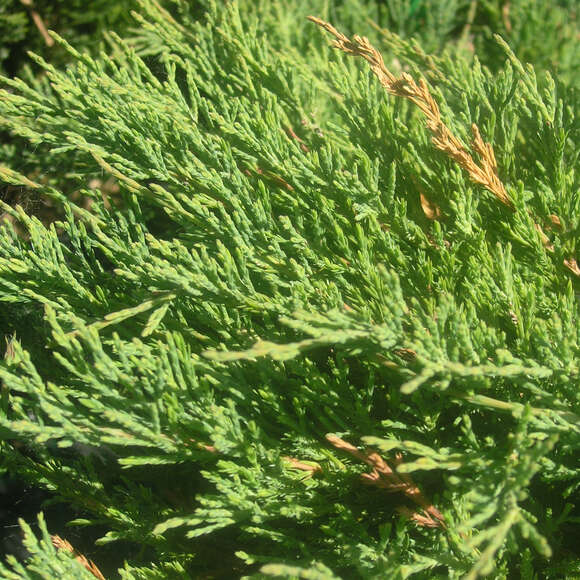 Juniperus horiz. 'Andorra Compact': Bild 1/1 Juniperus horiz. 'Andorra Compact': Bild 1/1