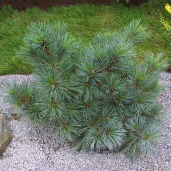 Pinus strobus 'Macopin'
