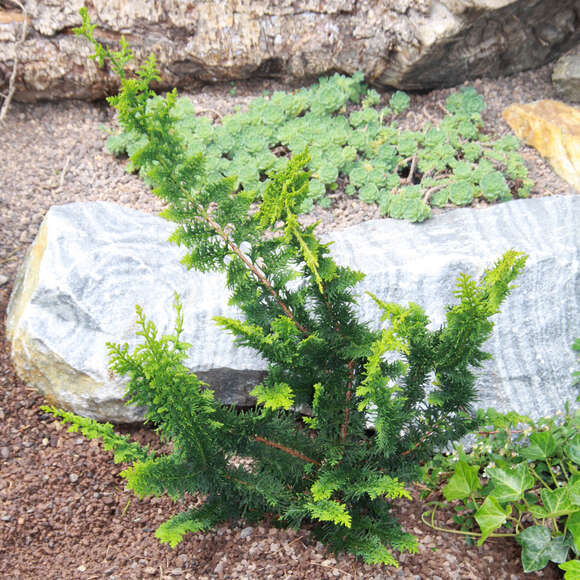 Chamaecyparis obtusa 'Teddy Bear': Bild 1/2 Chamaecyparis obtusa 'Teddy Bear': Bild 1/2