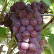 Vitis vinifera 'Gutedel Rot': Bild 3/3