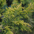Chamaecyparis obtusa 'Tetragona Aurea': Bild 1/2