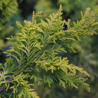 Chamaecyparis obtusa 'Tetragona Aurea'