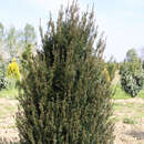 Taxus baccata 'Erecta' - Breite Säuleneibe