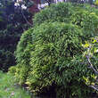 Cryptomeria japonica 'Globosa Nana': Bild 2/3