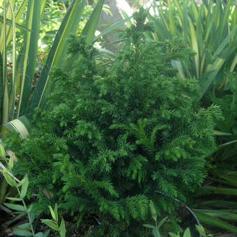 Cryptomeria japonica 'Bandai'