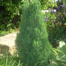 Picea glauca 'Zuckerhut' - Zwerg-Zuckerhutfichte