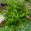 Chamaecyparis obtusa 'Tsatsumi': Bild 1/1