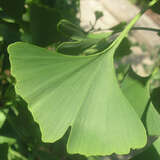 Ginkgo biloba 'Magyar' - Ginkgo, Fächerblattbaum