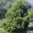 Chamaecyparis obtusa'Coralliformis': Bild 1/2