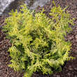 Chamaecyparis obtusa 'Lucas': Bild 1/3