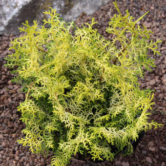 Chamaecyparis obtusa 'Lucas'