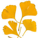 Ginkgo biloba 'Tremonia' - Säulen-Ginkgo