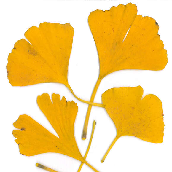 Ginkgo biloba 'Tremonia': Bild 2/2 Ginkgo biloba 'Tremonia': Bild 2/2