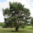 Pinus sylvestris: Bild 2/5