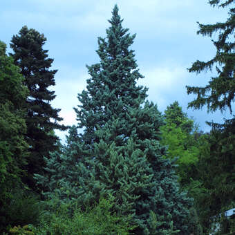 Cupressus arizonica 'Glauca'