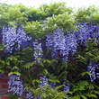 Wisteria floribunda 'Violacea Plena': Bild 1/1